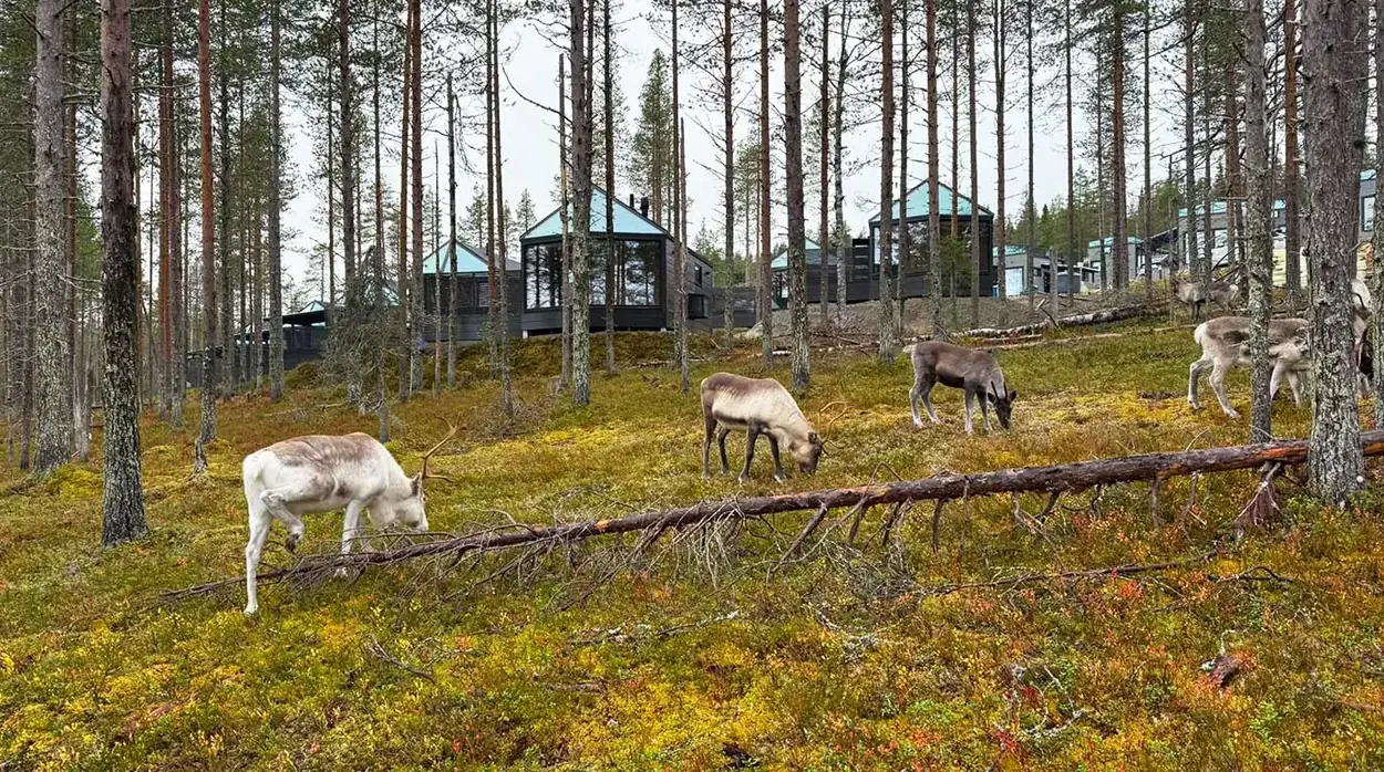 Reindeer grazing among the pines in summer