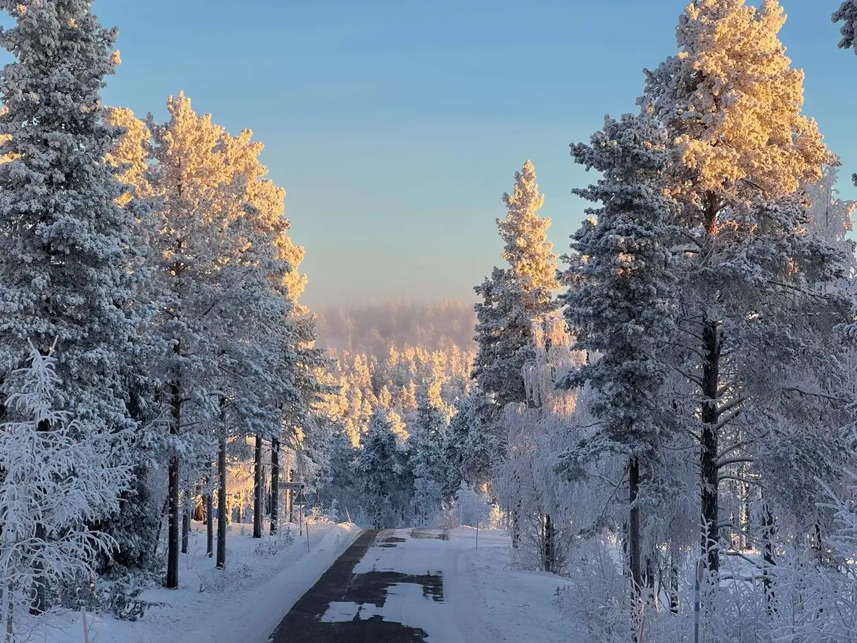 A snowy forest wonderland