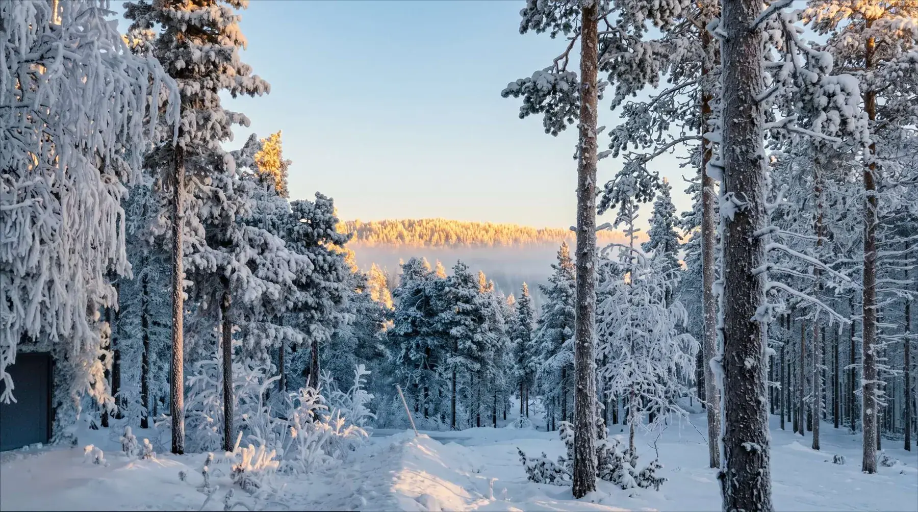 The quiet Lapland forest