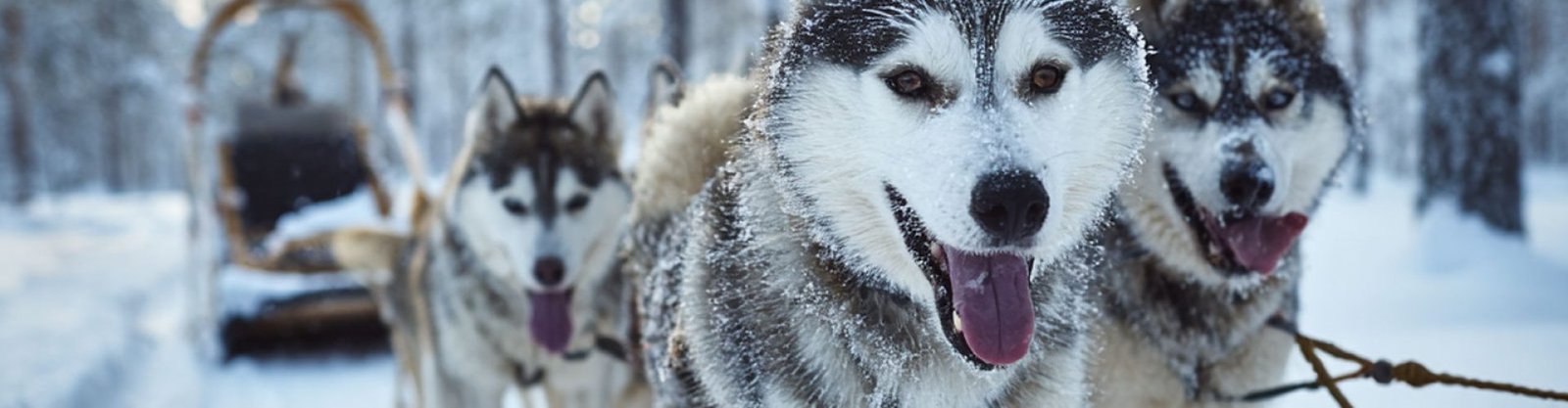 husky